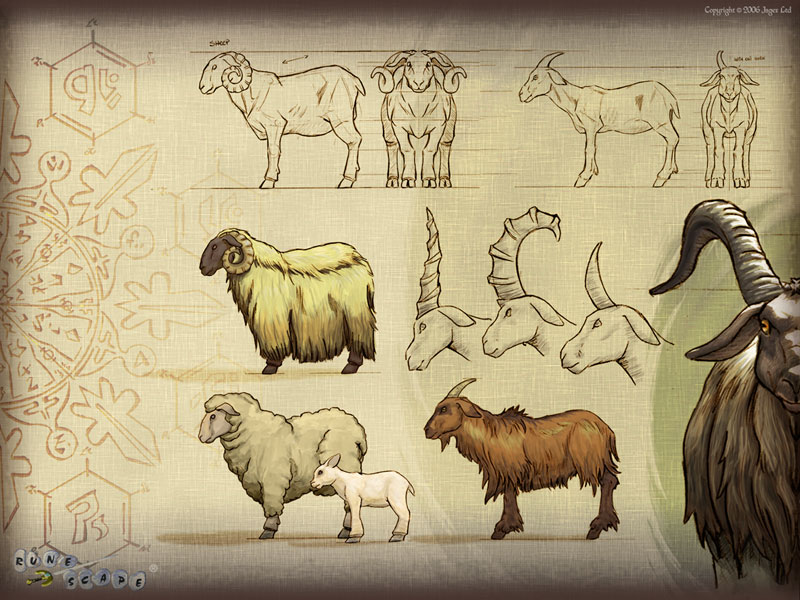 sheep_800x600.jpg